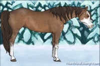 Horse Color:Liver Chestnut Sabino 