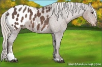 Horse Color:Silver Black Sabino Appaloosa 