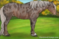Horse Color:Silver Black Sabino Appaloosa