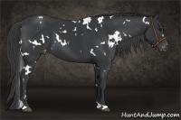 Horse Color:White Spotted Black Appaloosa