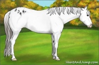 Horse Color:White Spotted Black Appaloosa