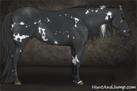 Horse Color:White Spotted Black