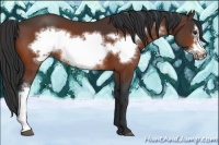 Horse Color:Bay Frame