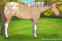 Horse Color:Buckskin Tobiano Appaloosa
