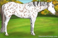 Horse Color:Bay Roan Splash Appaloosa