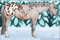 Horse Color:Bay Appaloosa Rabicano