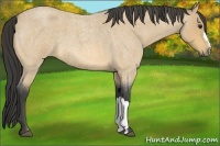 Horse Color:Buckskin Roan 