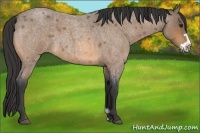 Horse Color:Buckskin Roan Frame 