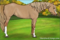 Horse Color:Red Dun Rabicano