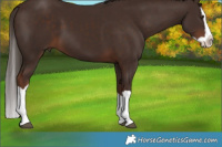 Horse Color:Liver Chestnut Splash 