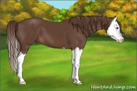 Horse Color:Liver Chestnut Sabino Splash