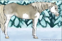 Horse Color:Liver Chestnut Splash 