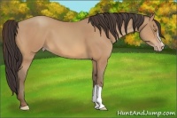 Horse Color:Amber Champagne