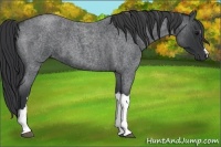 Horse Color:Blue Roan 