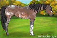 Horse Color:Bay Ice 