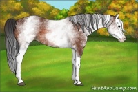 Horse Color:White Spotted Bay Splash 