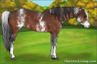 Horse Color:White Spotted Bay 