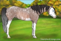 Horse Color:Bay Ice Roan Splash Rabicano 