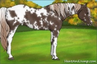 Horse Color:White Spotted Liver Chestnut 