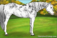 Horse Color:Black Sabino Rabicano 