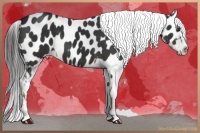 Horse Color:Liver Chestnut Sabino Near Leopard 