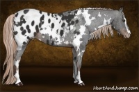 Horse Color:White Spotted Liver Chestnut Sabino Appaloosa 