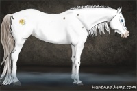 Horse Color:Liver Chestnut Splash Appaloosa 