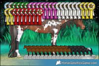 Horse Color:White Spotted Bay Appaloosa