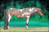 Horse Color:White Spotted Bay Appaloosa