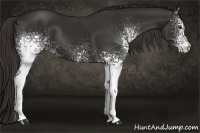 Horse Color:White Spotted Liver Chestnut Rabicano