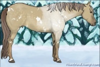 Horse Color:White Spotted Chocolate Palomino Dun 