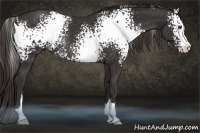 Horse Color:White Spotted Liver Chestnut Sabino Rabicano