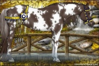 Horse Color:White Spotted Liver Chestnut 