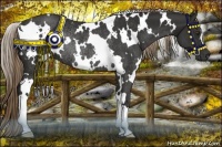 Horse Color:White Spotted Liver Chestnut Rabicano 