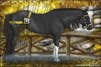 Horse Color:Liver Chestnut Rabicano