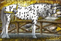 Horse Color:Liver Chestnut Sabino Splash Appaloosa 
