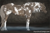 Horse Color:White Spotted Chocolate Palomino
