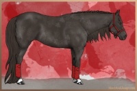 Horse Color:Liver Chestnut Sabino 