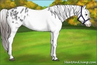 Horse Color:Blue Roan Appaloosa Rabicano 