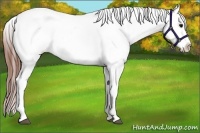 Horse Color:Blue Roan Appaloosa
