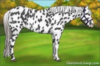 Horse Color:Blue Roan Appaloosa