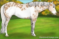 Horse Color:Silver Buckskin Frame Appaloosa 