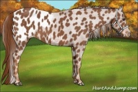 Horse Color:Chestnut Appaloosa 