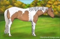 Horse Color:Silver Buckskin Tobiano 