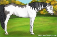 Horse Color:White Spotted Grullo Sabino Frame 
