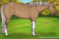 Horse Color:Silver Bay Dun Tobiano 