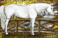 Horse Color:Liver Chestnut Splash Appaloosa 