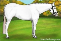 Horse Color:White Spotted Bay Appaloosa 