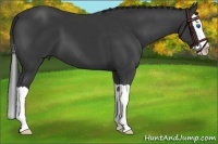 Horse Color:Black Splash