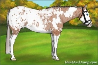 Horse Color:White Spotted Bay Splash Appaloosa Rabicano 